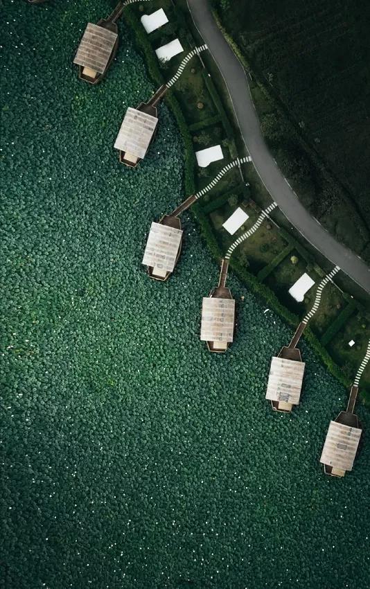 國家蘑菇地理：中國哪里的蘑菇最好吃？