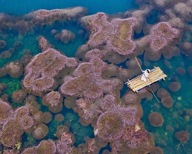 國家蘑菇地理：中國哪里的蘑菇最好吃？