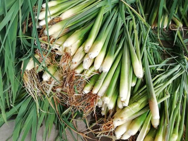 國家蘑菇地理：中國哪里的蘑菇最好吃？