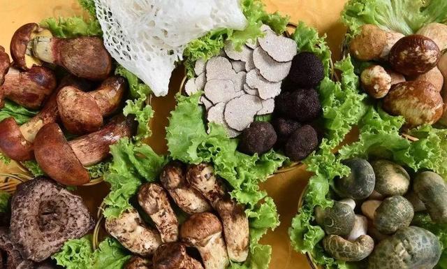 國家蘑菇地理：中國哪里的蘑菇最好吃？