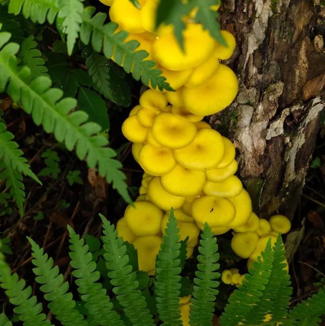 國家蘑菇地理：中國哪里的蘑菇最好吃？