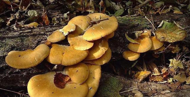 國家蘑菇地理：中國哪里的蘑菇最好吃？