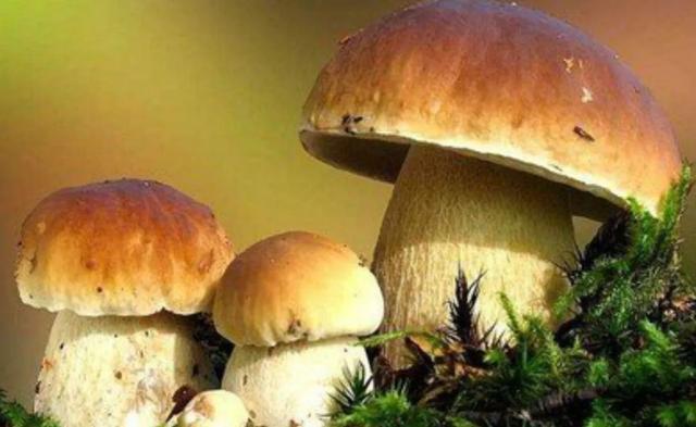 國家蘑菇地理：中國哪里的蘑菇最好吃？