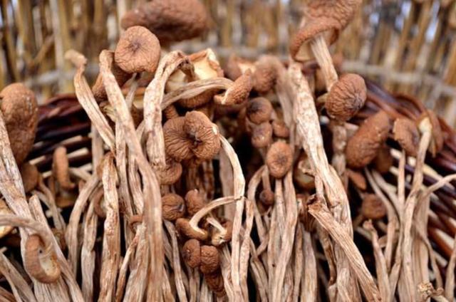 國家蘑菇地理：中國哪里的蘑菇最好吃？