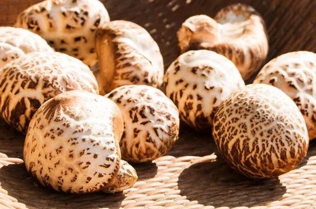 國家蘑菇地理：中國哪里的蘑菇最好吃？