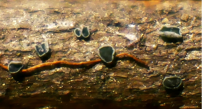 圖片關(guān)鍵詞