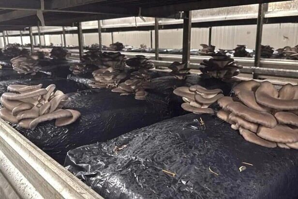 圖片關(guān)鍵詞