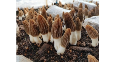 行業(yè)動態(tài)