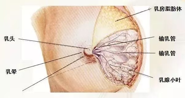 為什么會(huì)出現(xiàn)乳汁瘀積？
